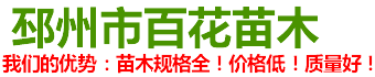 银杏树,银杏树价格,江苏银杏树,最新银杏树价格,邳州银杏树基地