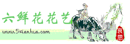 6鲜花花艺