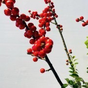 欣赏精美盆景,打造绿色生活