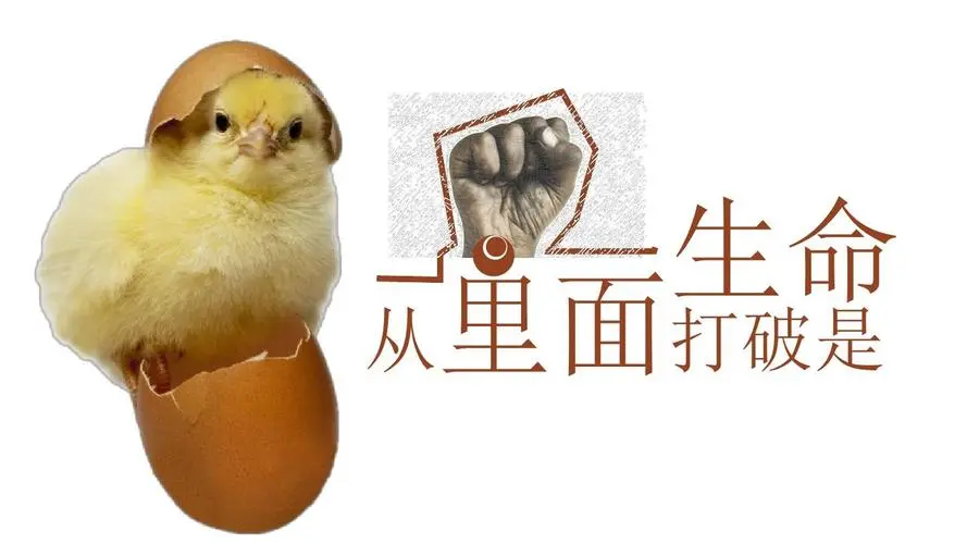 扭枢网