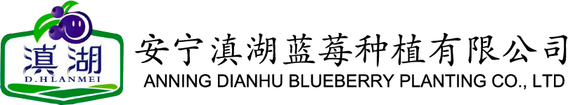 安宁滇湖蓝莓