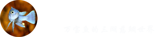 万宝鱼的三湖慈鲷世界
