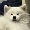 牛头号
