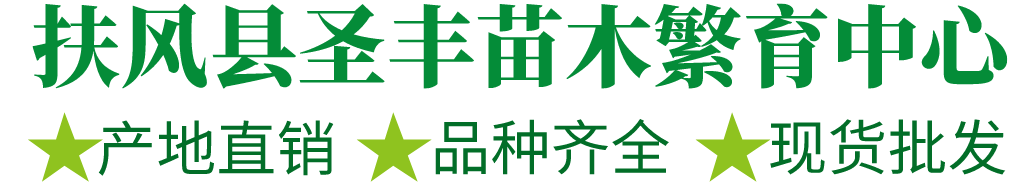 陕西杨凌新品种苹果苗