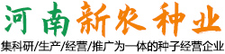 小麦种子批发