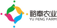 正宗新疆阿克苏纸皮核桃批发