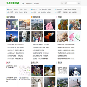 藏獒,大麦町犬知识网