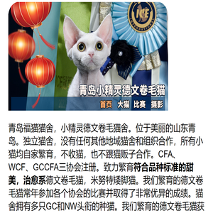 青岛小精灵德文卷毛猫