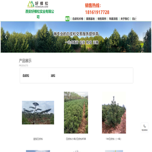 西安好棵松实业有限公司,白皮松批发专业供货商