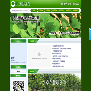丹东银杏网