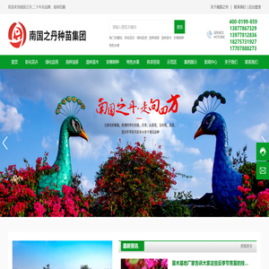 良种油茶供应商