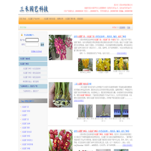 三禾大花蕙兰