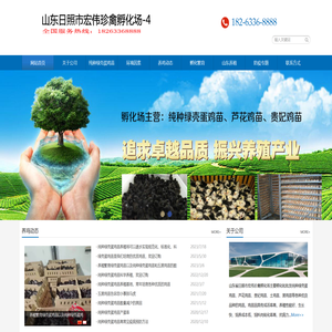 纯种绿壳蛋鸡苗