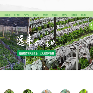 广西哪有奇楠沉香苗