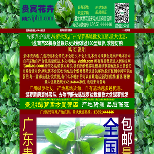 1AA绿萝