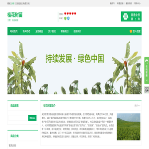 桂花树苗
