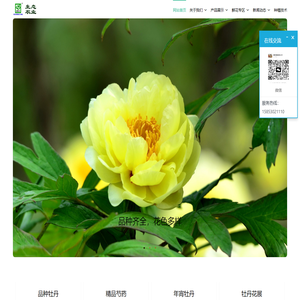 菏泽牡丹芍药网