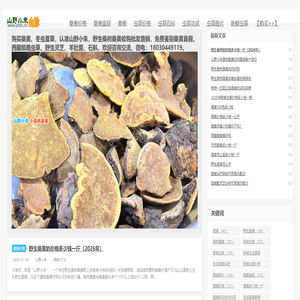 桑树桑黄多少钱一斤