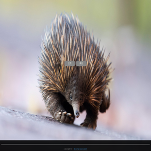 听风八百遍,才知是人间