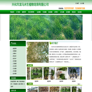 兴化市龙马水生植物培育有限公司