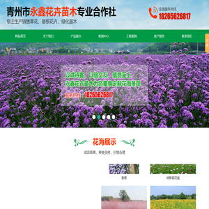 草花种植,宿根花卉批发,水生植物价格,山东草花批发,水生植物