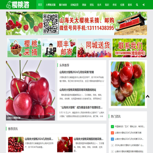 山海关大樱桃采摘