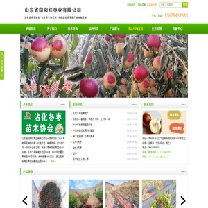 冬枣苗,冬枣树苗基地