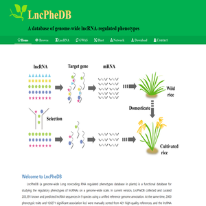 LncPheDB