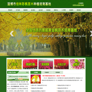 挪威槭黄金枫,狄波拉黄金枫,黄金枫小苗