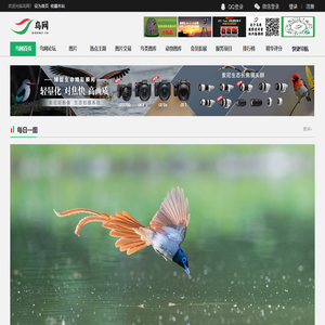 鸟网首页