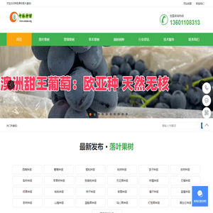 特色果树苗木中林种苗基地供应西梅苗葡萄苗草莓苗苹果苗樱桃苗桃苗桔子苗