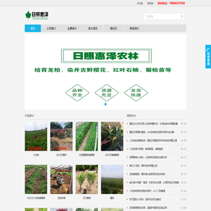 小龙柏,龙柏苗,龙柏床苗,嫁接小龙柏,龙柏树,龙柏球,龙柏工程苗