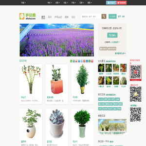 花卉网